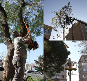Kartal’da Kışa Hazırlık İşin Ağaçlar Budanmaya Başlandı